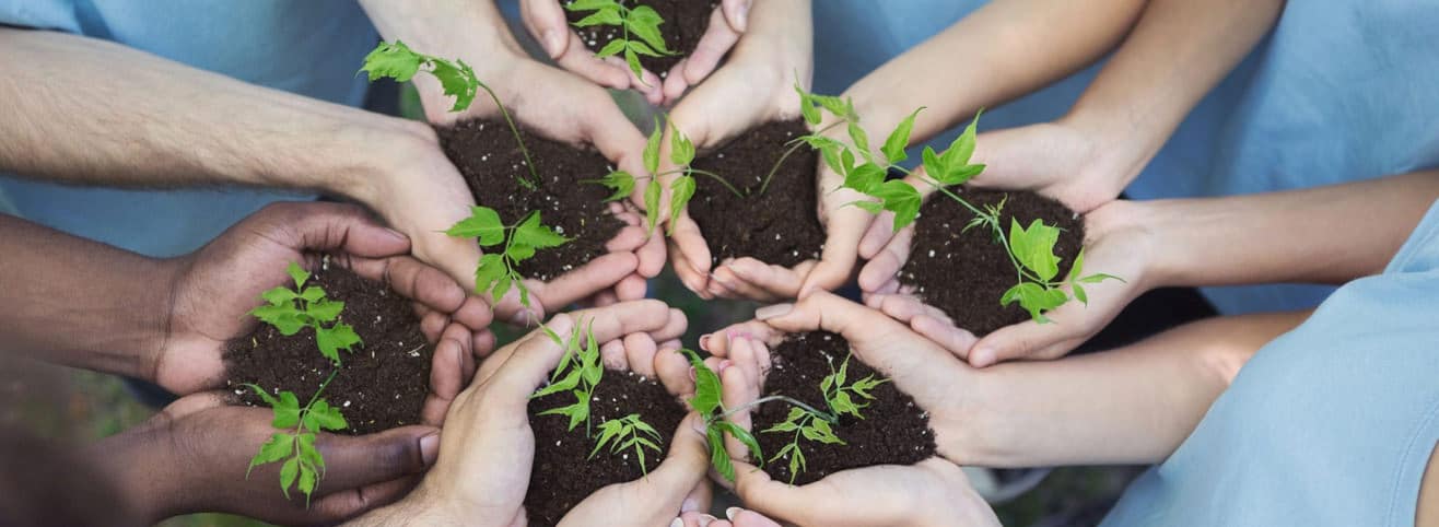 hands holding green seedlings